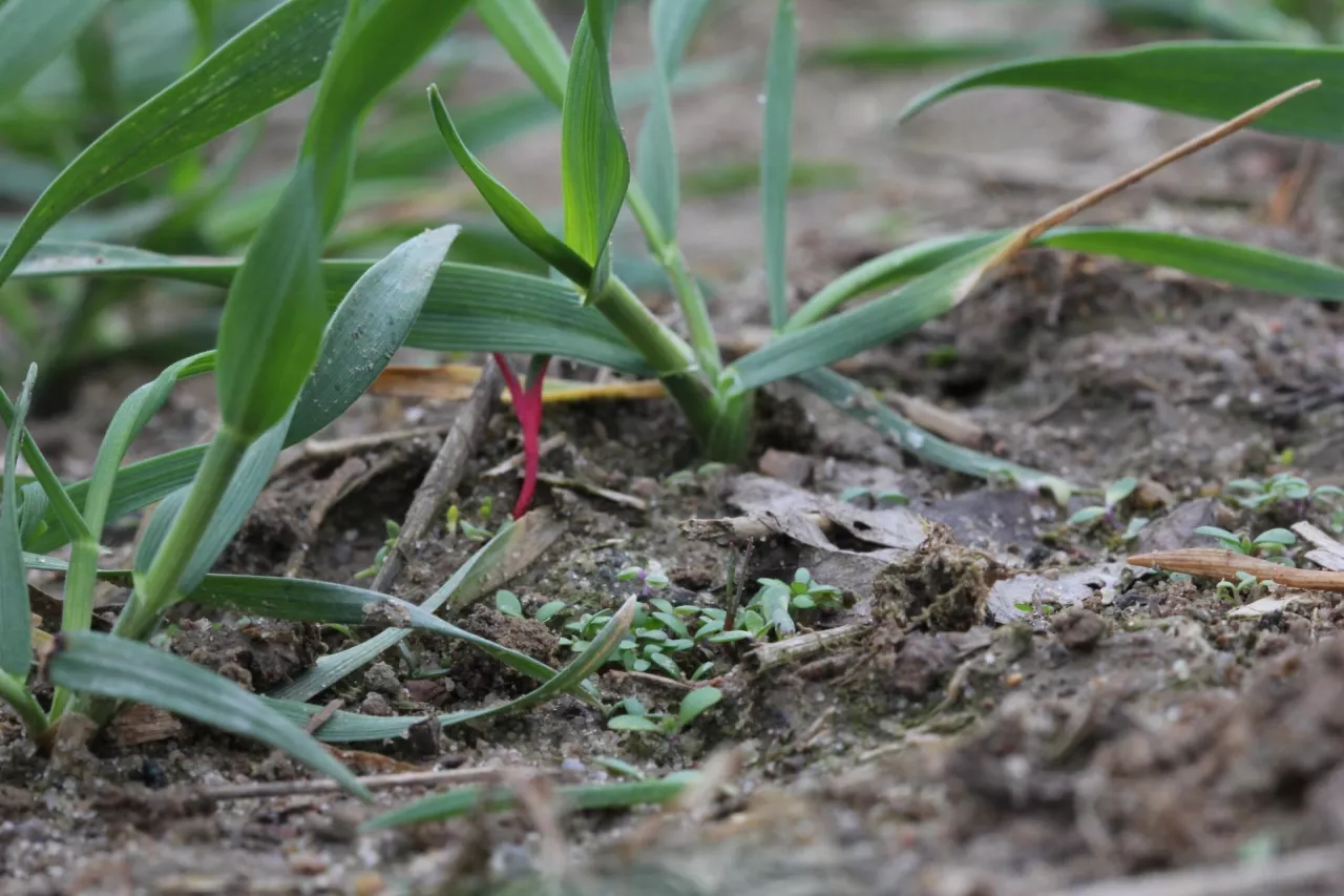 Chwasty kiełkujące w zbożu
