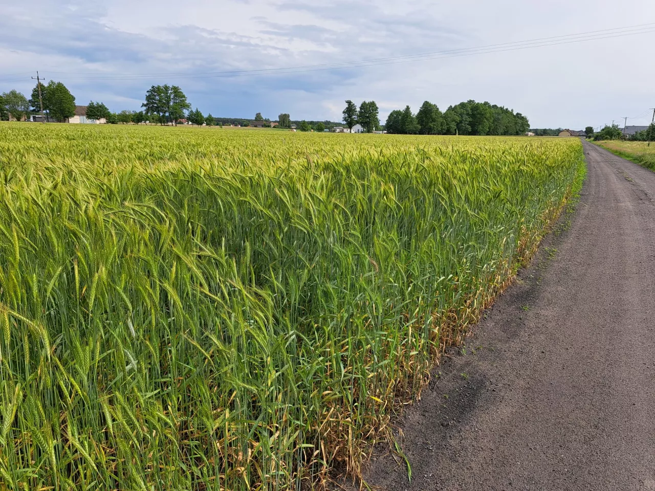 Ograniczenie dotyczące minimalnej powierzchni 0,3 ha nie ma zastosowania do działek wydzielanych pod drogi wewnętrzne