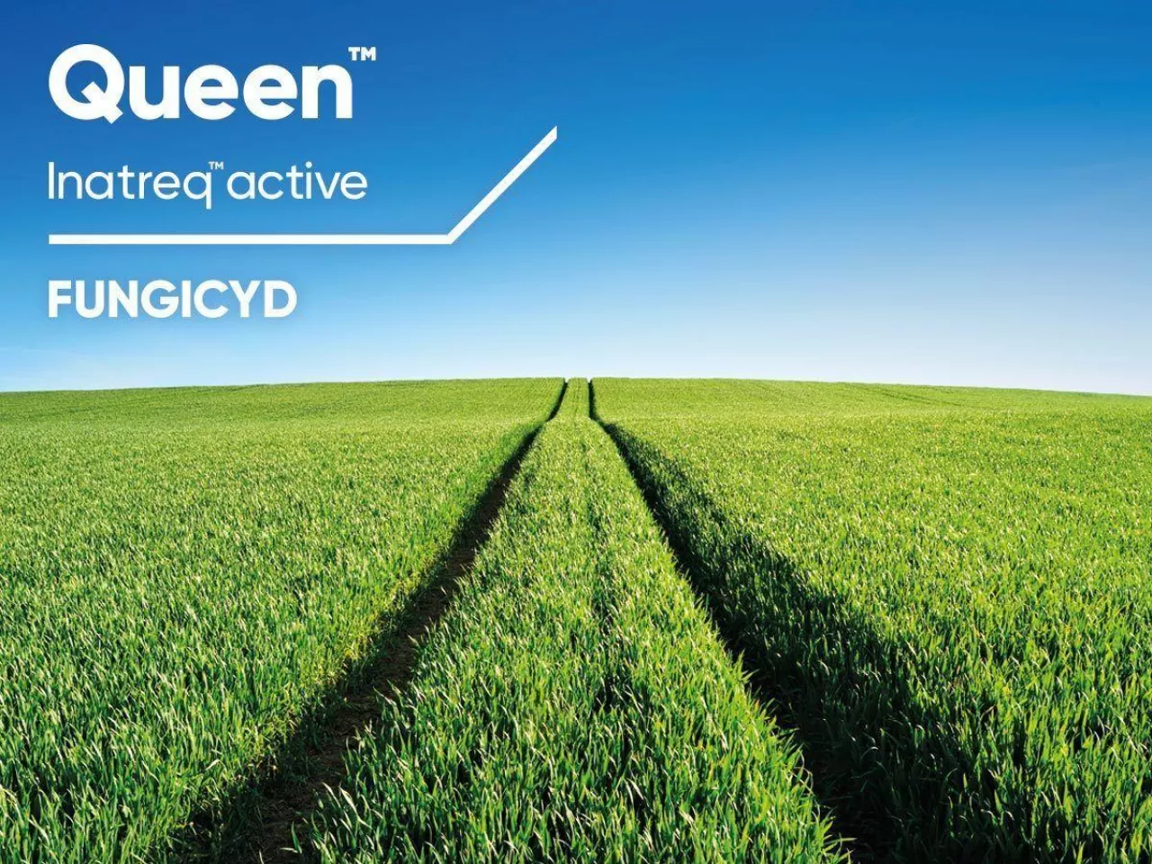 Nowy fungicyd w burakach. Plantatorzy dostają dodatkową broń na chwościka