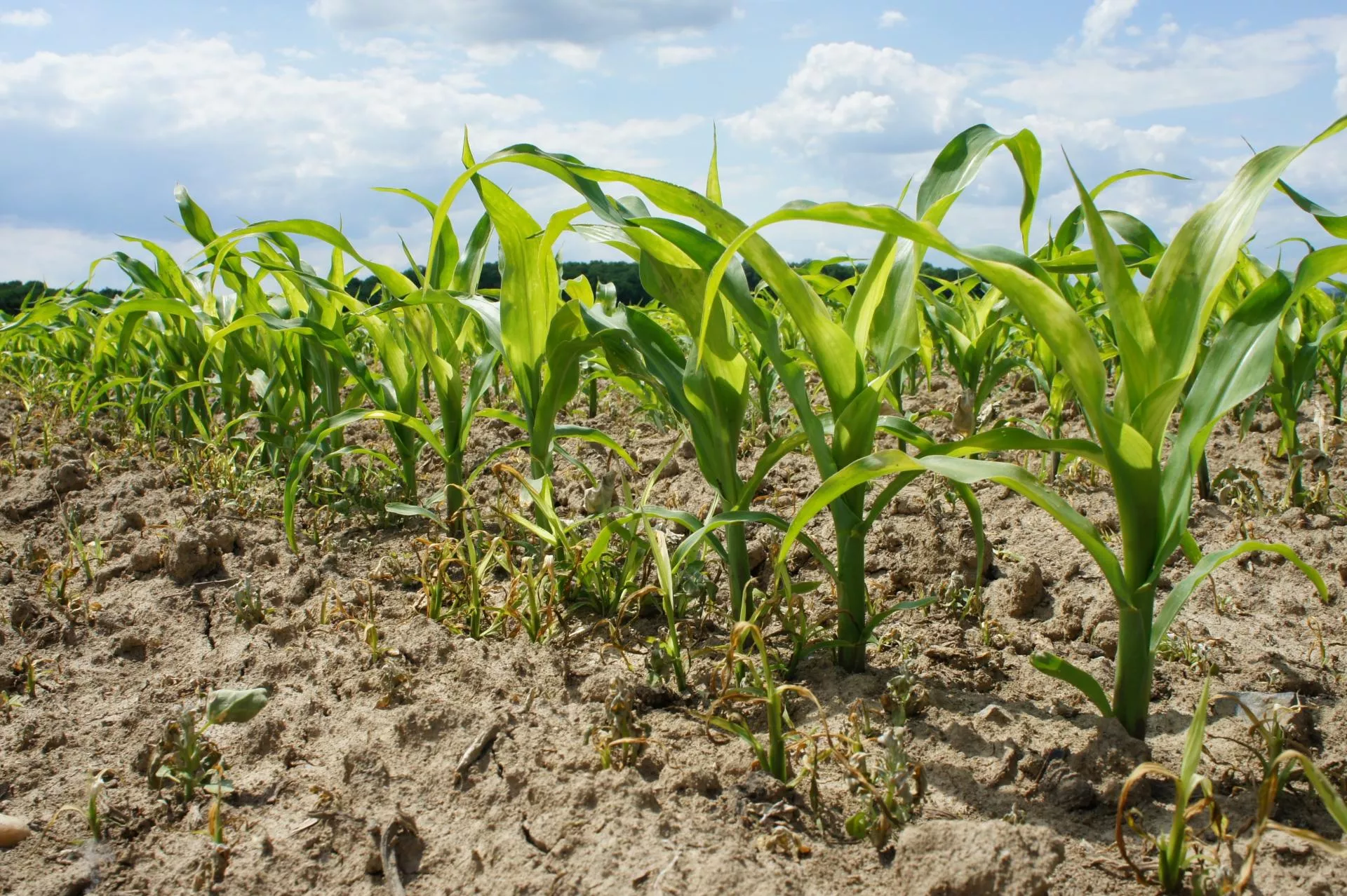 Odchwaszczanie kukurydzy: jaki termin jest najlepszy?