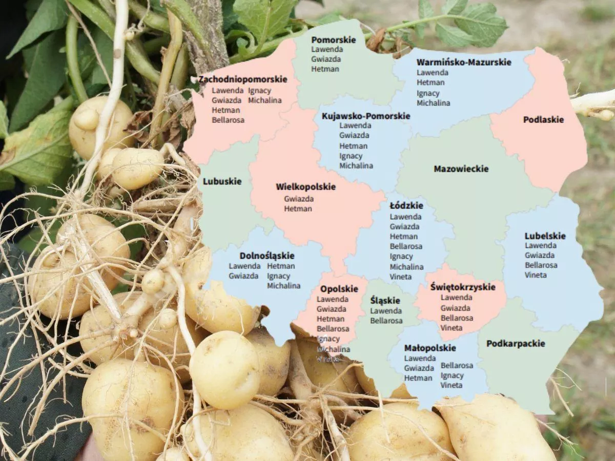 Ziemniaki jadalne wczesne 2026. Sprawdź listę odmian zalecanych dla swojego regionu