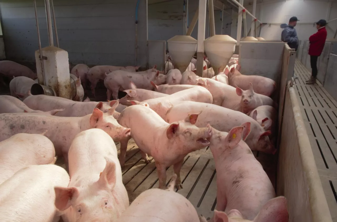 Ceny świń w dół. Sprawdź, ile płacą zakłady w całej Polsce [SONDA]