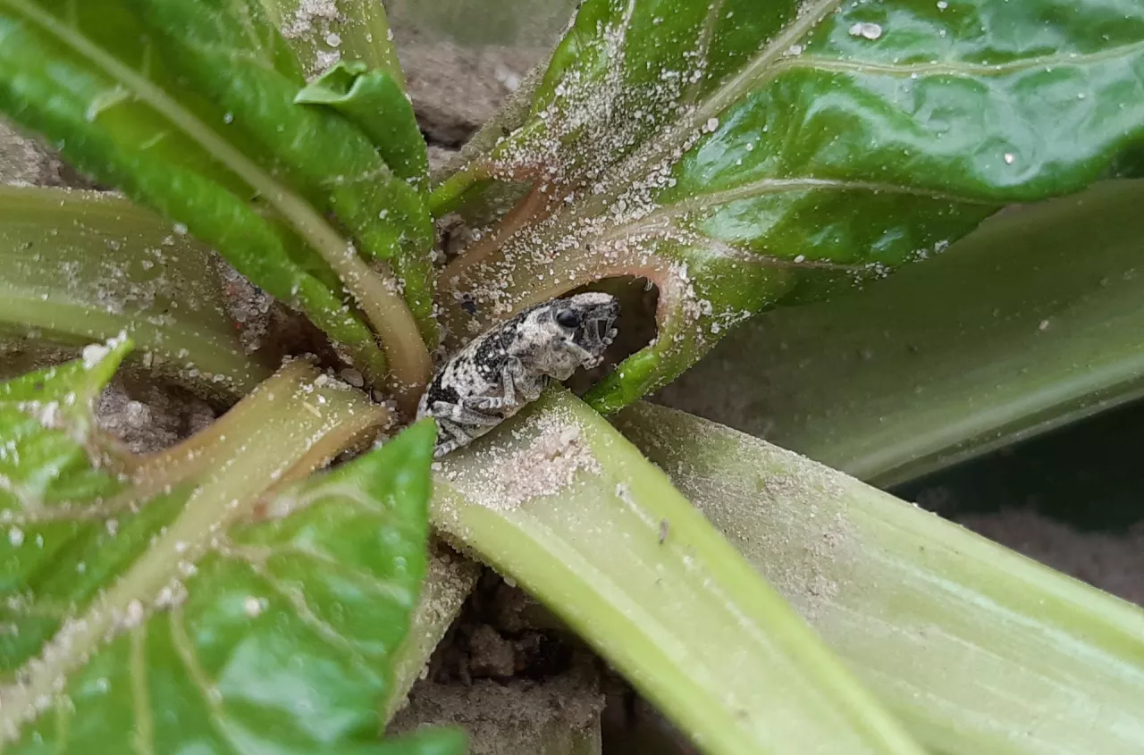 Groźny szkodnik już na polach. Może zniszczyć buraki na starcie