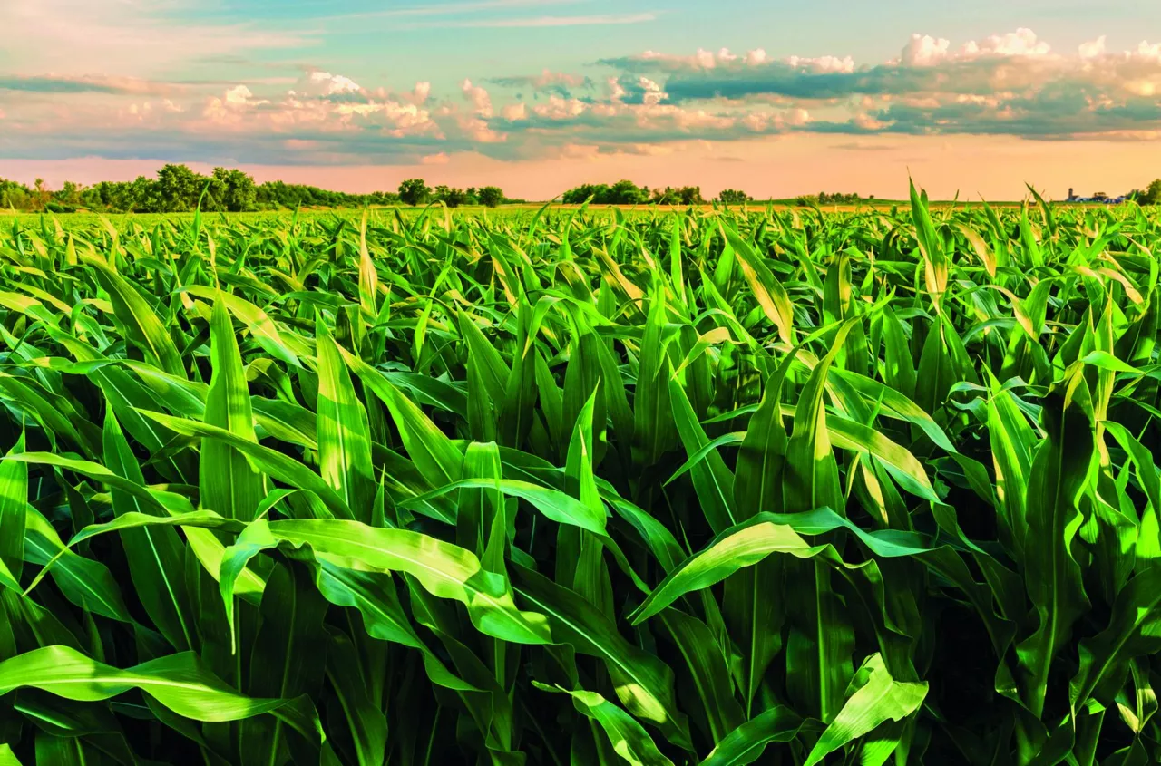 Evritell® 162 OD - nowa technologia w walce z chwastami w kukurydzy