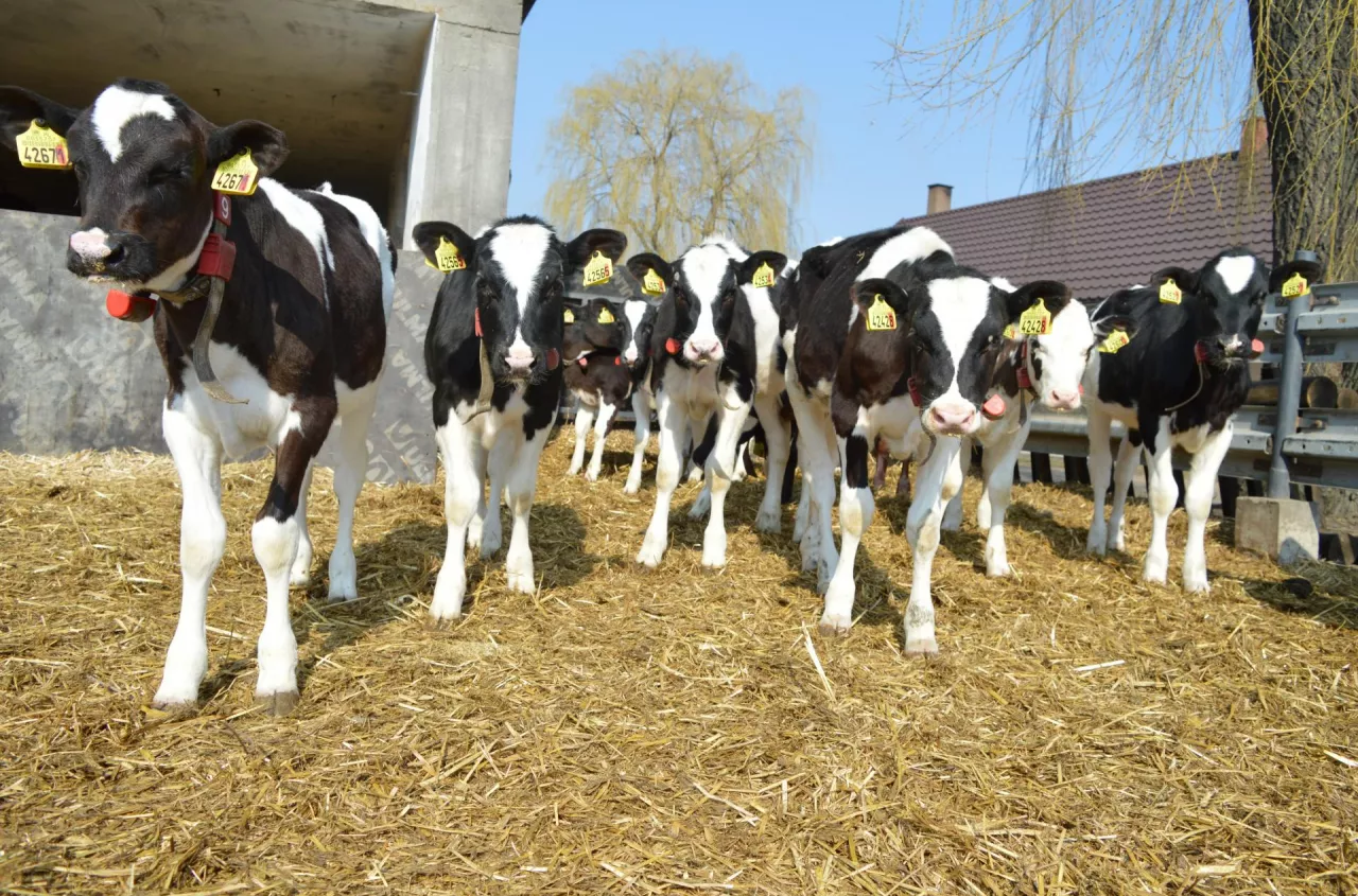 Nawet 124 zł mniej na krowę. Dopłaty za dobrostan w dół [TABELA]