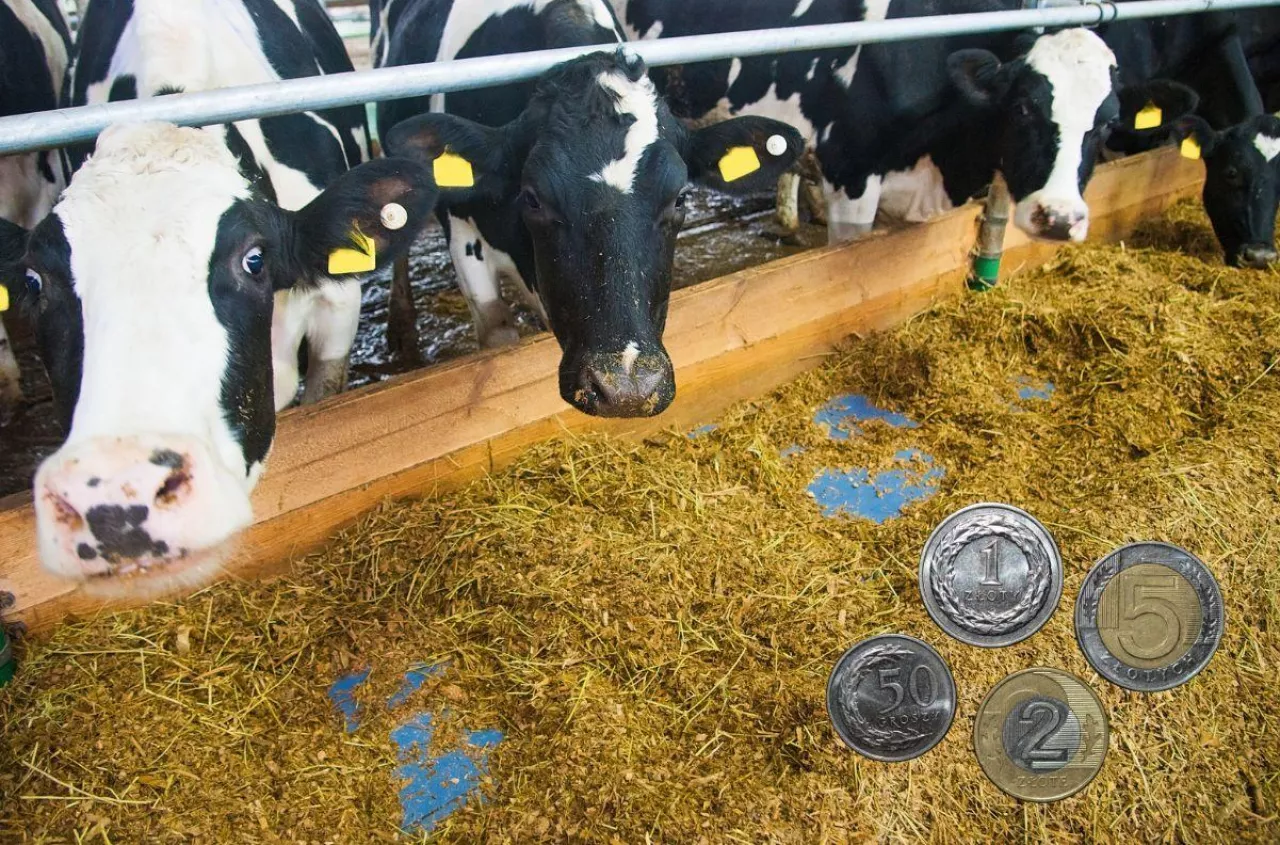 Nadmiar mleka dobija ceny. Magazyny pełne, rolnicy czekają