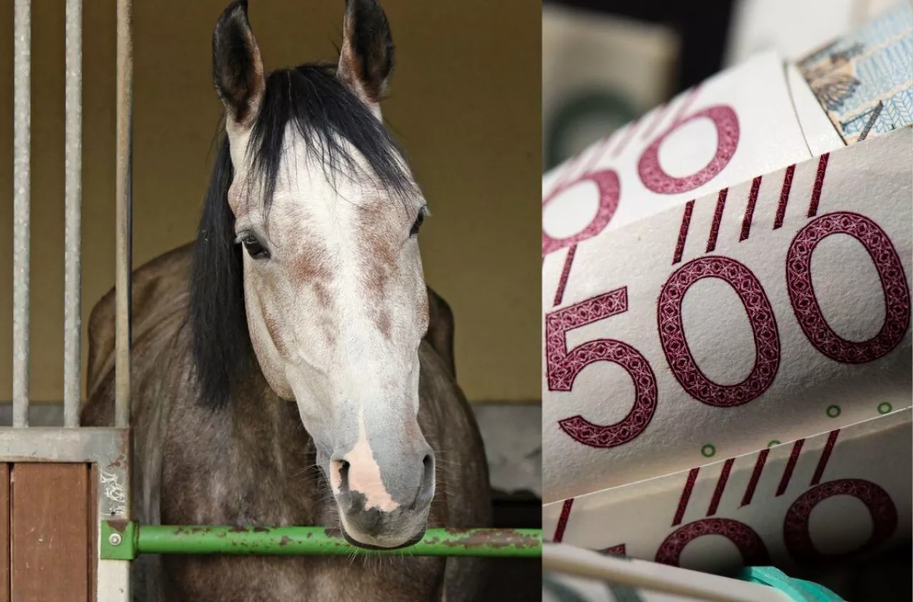 Będą dotacje na dobrostan koni? Rolnicy mają gotową listę inwestycji