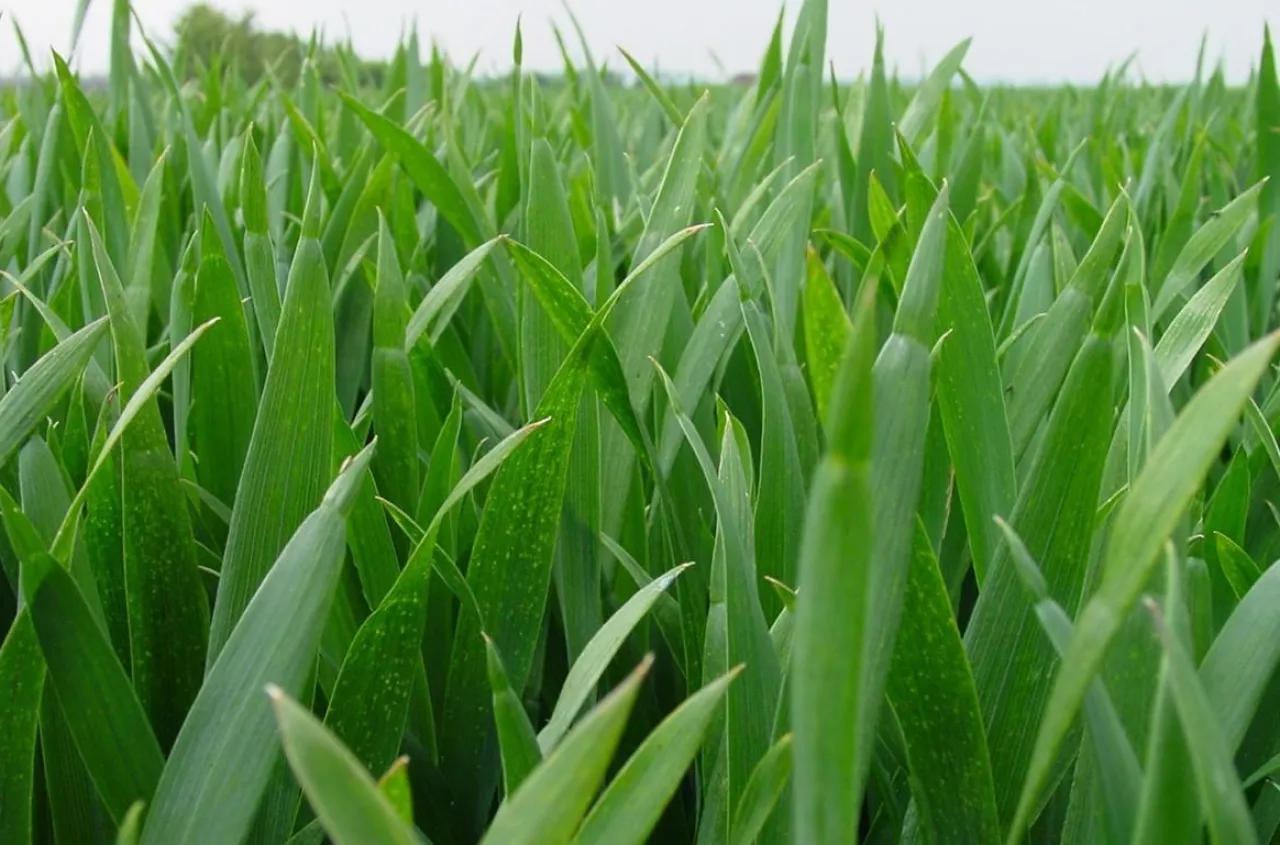 T2 w zbożach: kiedy pryskać, żeby nie stracić plonu? Wielu robi to za późno