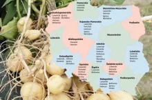  LOZ – ziemniaki jadalne wczesne