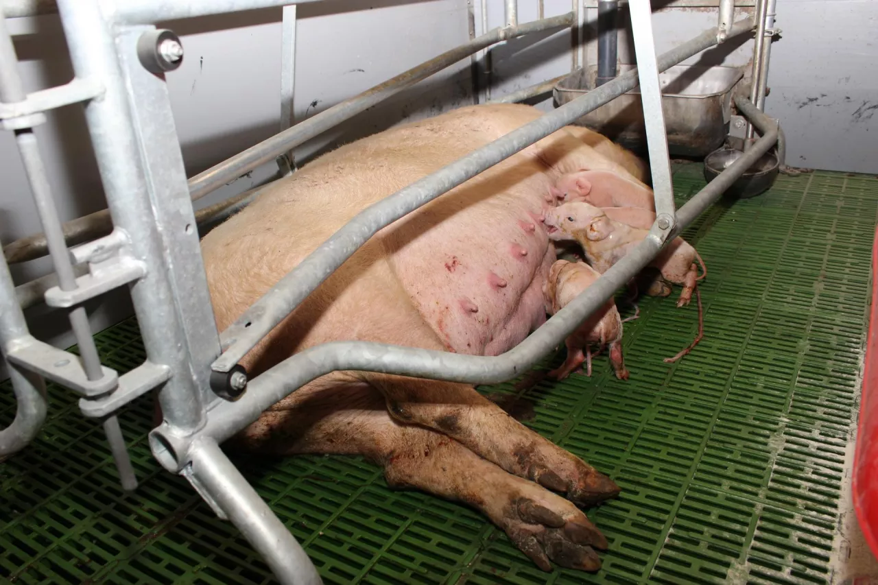 locha poród prosięta