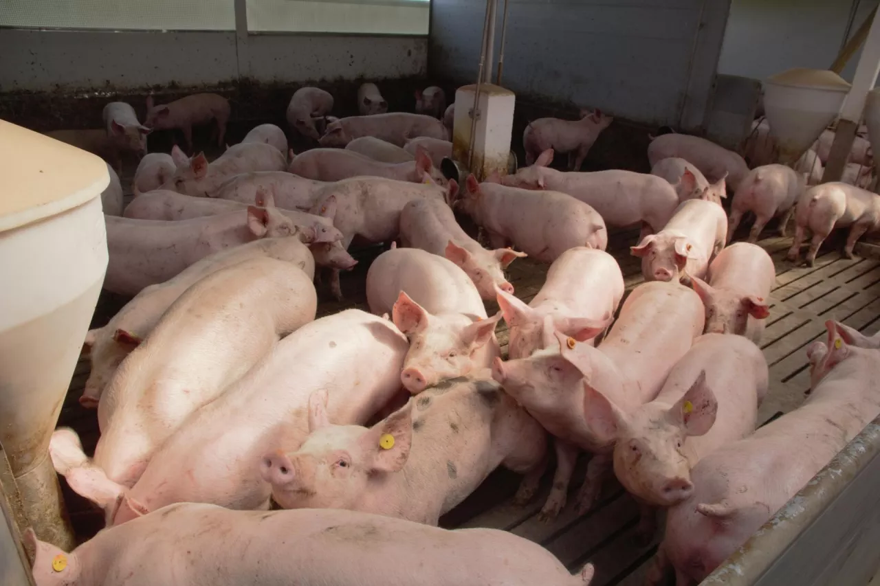 Tuczniki w chlewni rusztowej