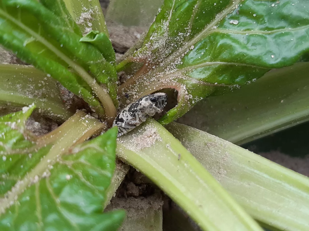 szarek komośnik w buraku