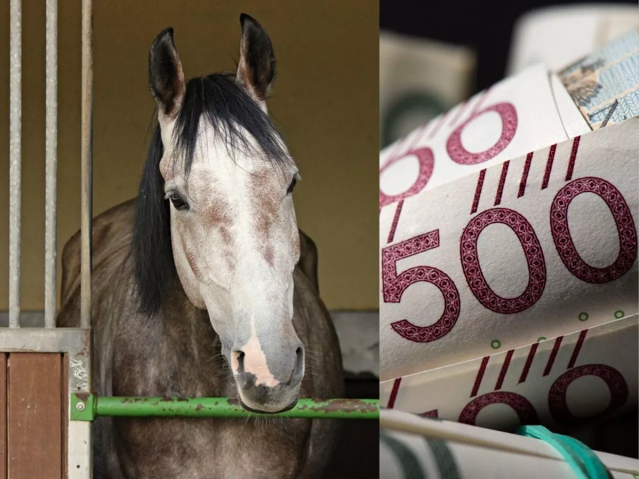 koń w stajni, po prawej banknoty polskie