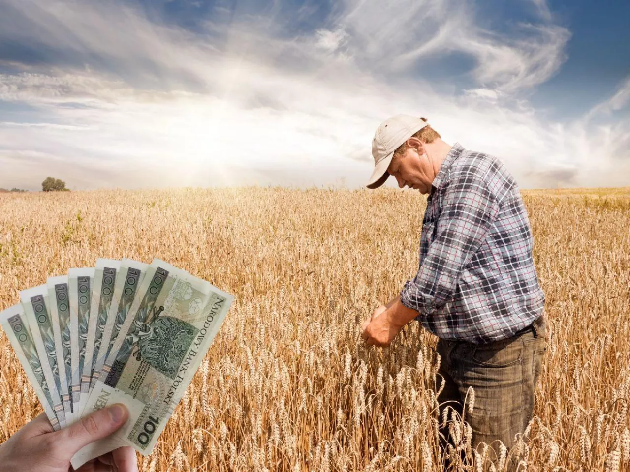 rolnik na polu pośród zboża, po lewej u rogu banknoty