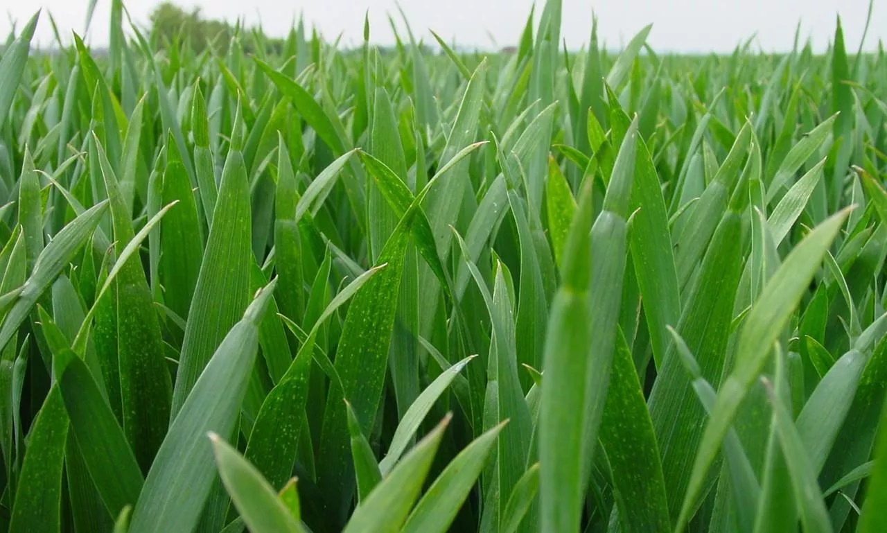 Zabiegi fungicydowe w terminie T2 mają za zadanie ograniczyć sprawców chorób liści, w tym najważniejszego liścia flagowego. W pszenicy najgroźniejsze w tym okresie są: septorioza paskowana liści, rdza brunatna i żółta oraz brunatna plamistość liści, w jęczmieniu: głównie plamistość siatkowa, rdza jęczmienia, rynchosporioza, a w pszenżycie: poza DTR te same choroby co w pszenicy, w życie: rynchosporioza zbóż, rdza brunatna żyta