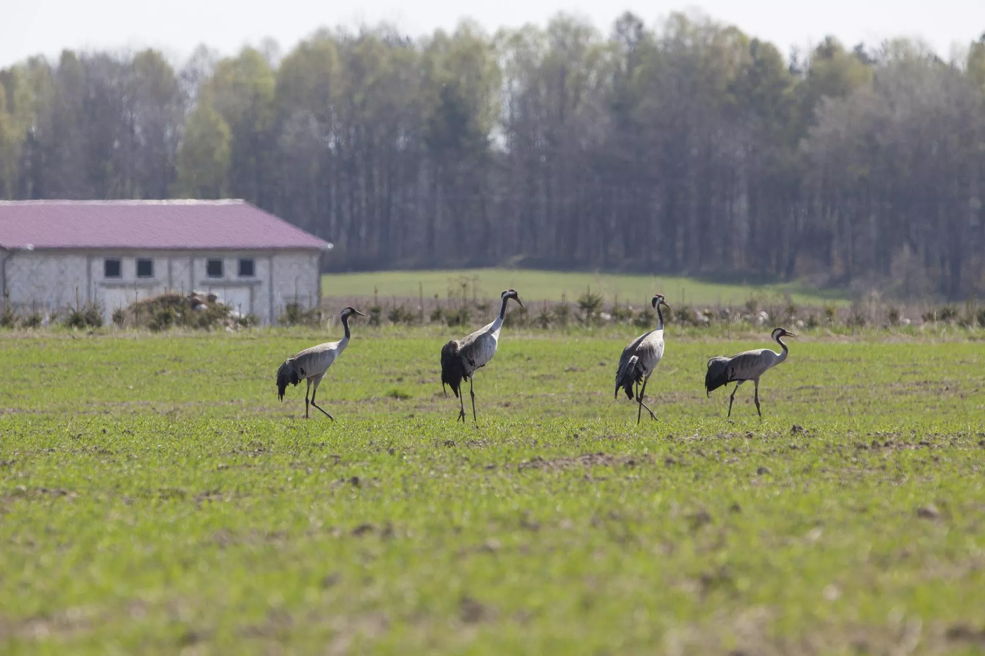 Sieją, a ziarno znika z pola. Rolnik: nie da się tego upilnować
