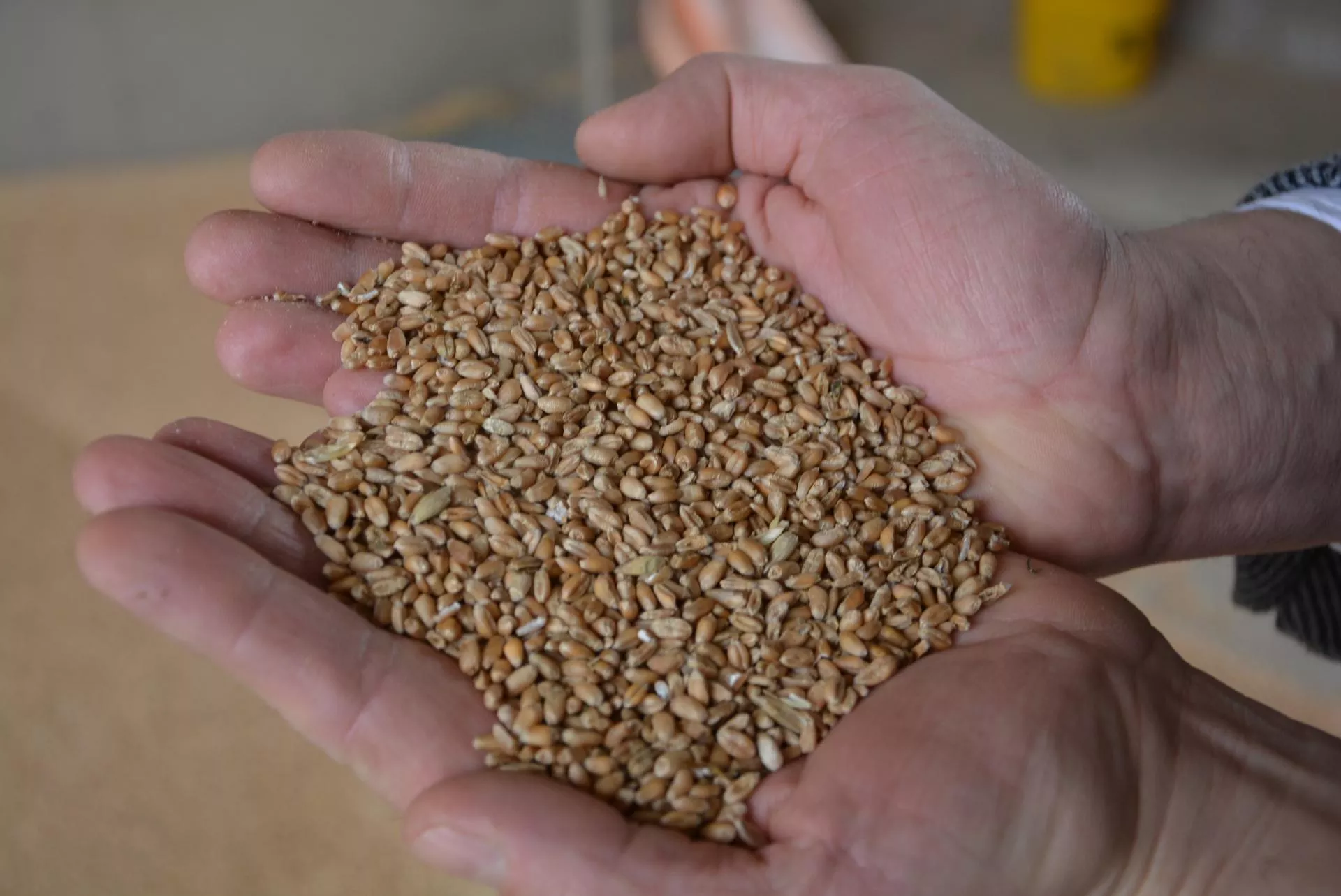 Polskie zboże ginie w tłumie. Rolnicy mają pomysł, jak to zmienić