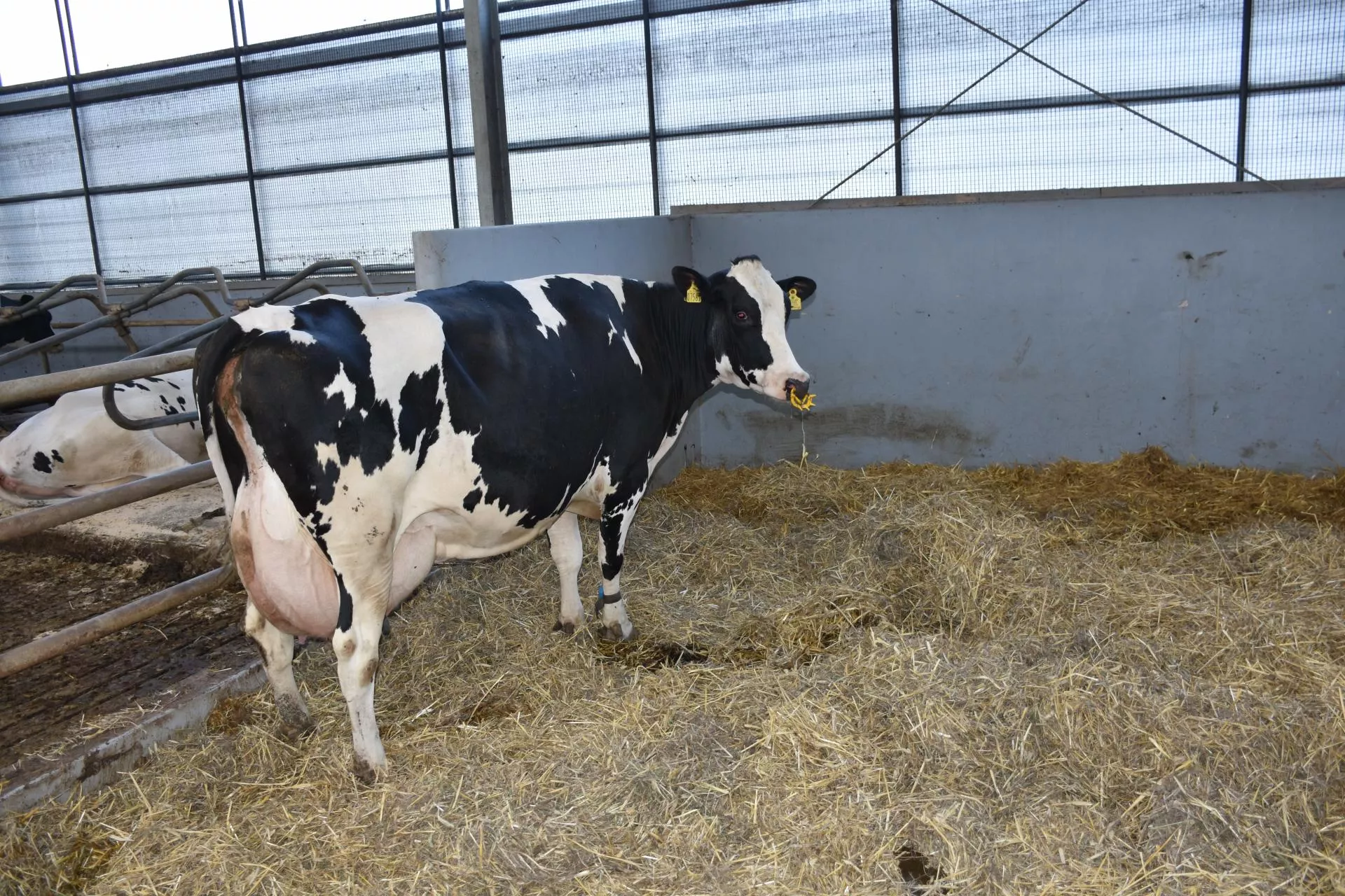 Masz bydło na głębokiej ściółce? Sprawdź, czy musisz mieć płytę obornikową