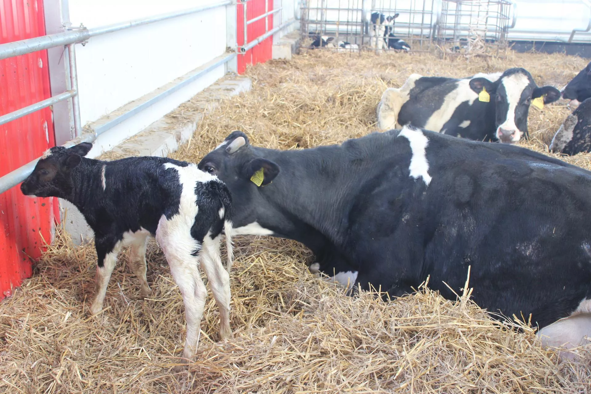Lepszy start cielęcia to więcej mleka. Wystarczy zmienić jeden element