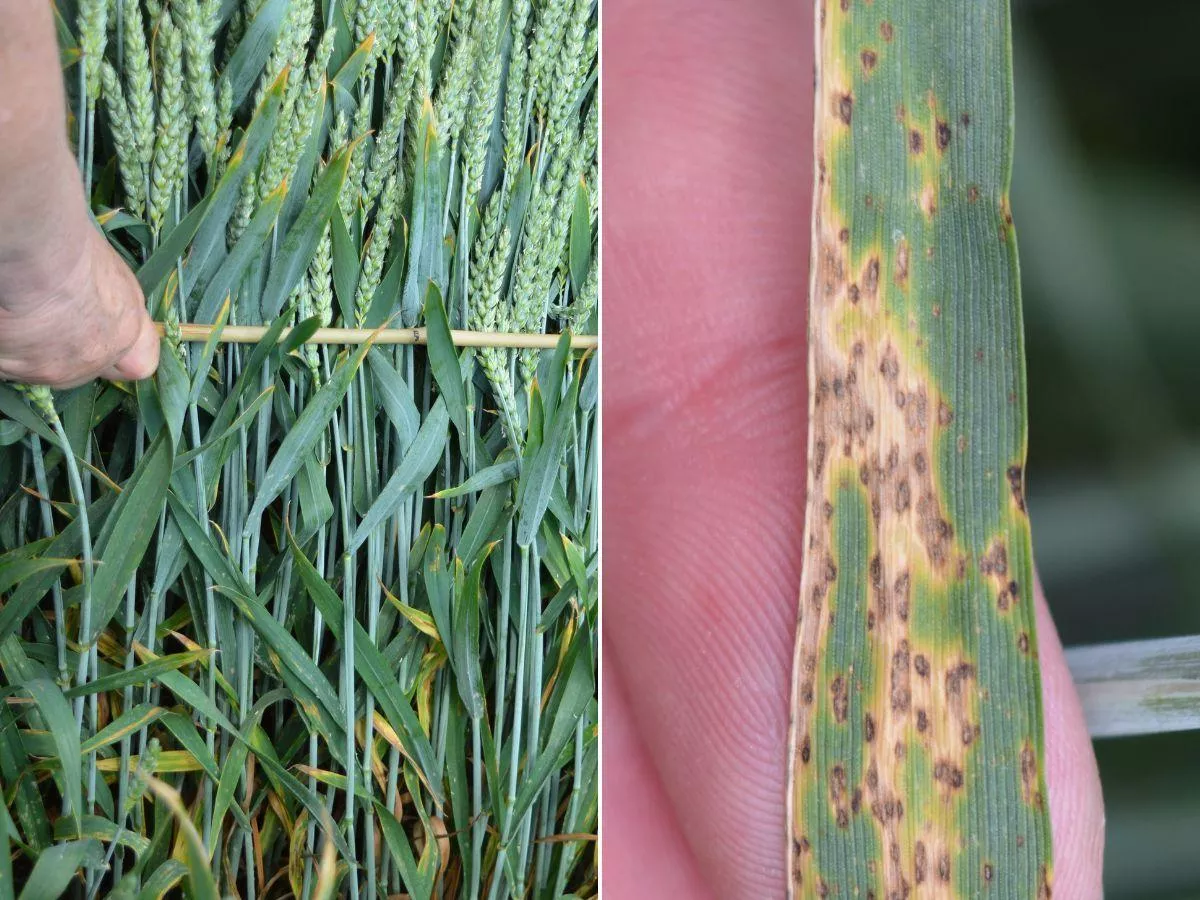 Pogoda sprzyja DTR-ce. Kiedy reagować, żeby nie stracić plonu?