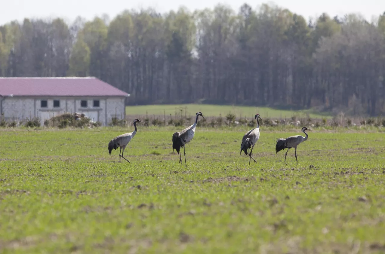 Sieją, a ziarno znika z pola. Rolnik: nie da się tego upilnować