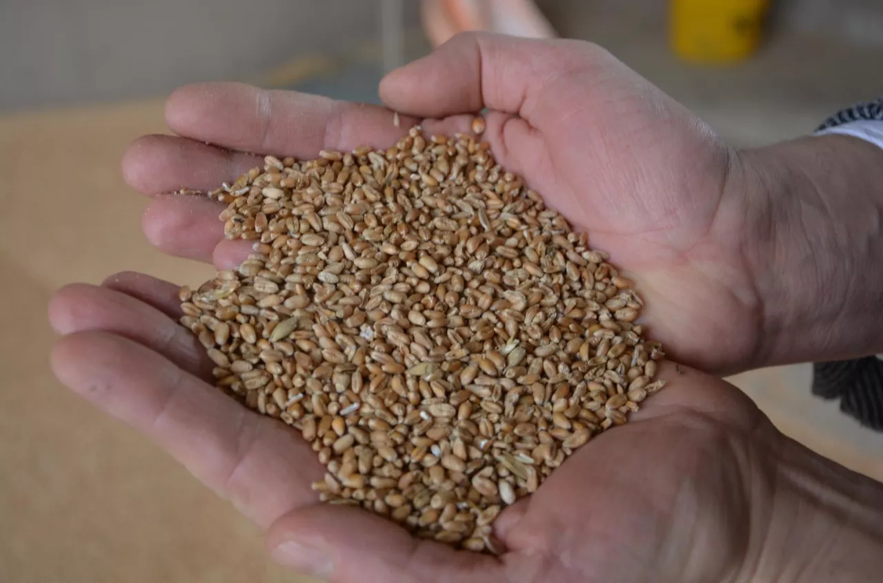 Polskie zboże ginie w tłumie. Rolnicy mają pomysł, jak to zmienić