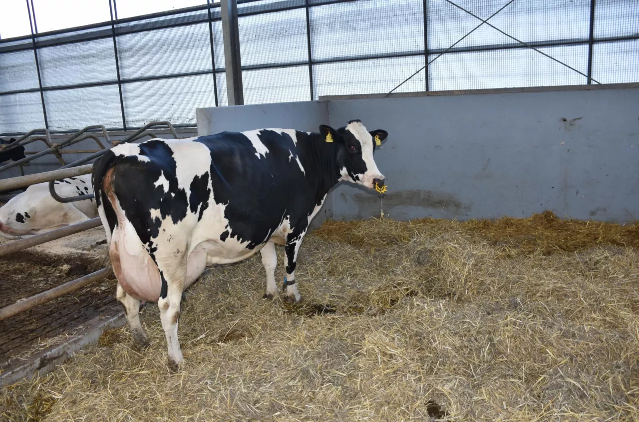 Masz bydło na głębokiej ściółce? Sprawdź, czy musisz mieć płytę obornikową