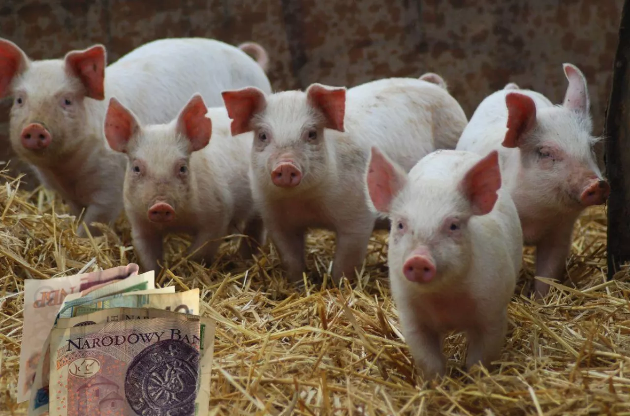 Ceny prosiąt w dół. Sprawdź, ile dziś kosztuje 30 kg