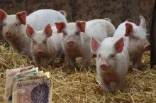 Jakie ceny prosiąt w połowie czerwca? [SONDA]