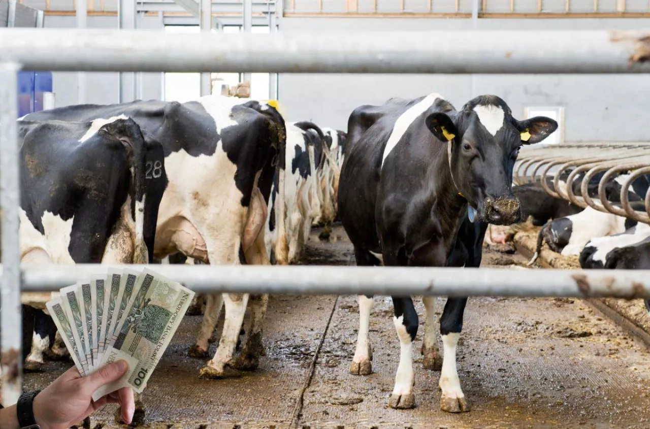 Dobrostan zwierząt 2025: kiedy ruszą wypłaty? Wszystko zależy od rozporządzenia