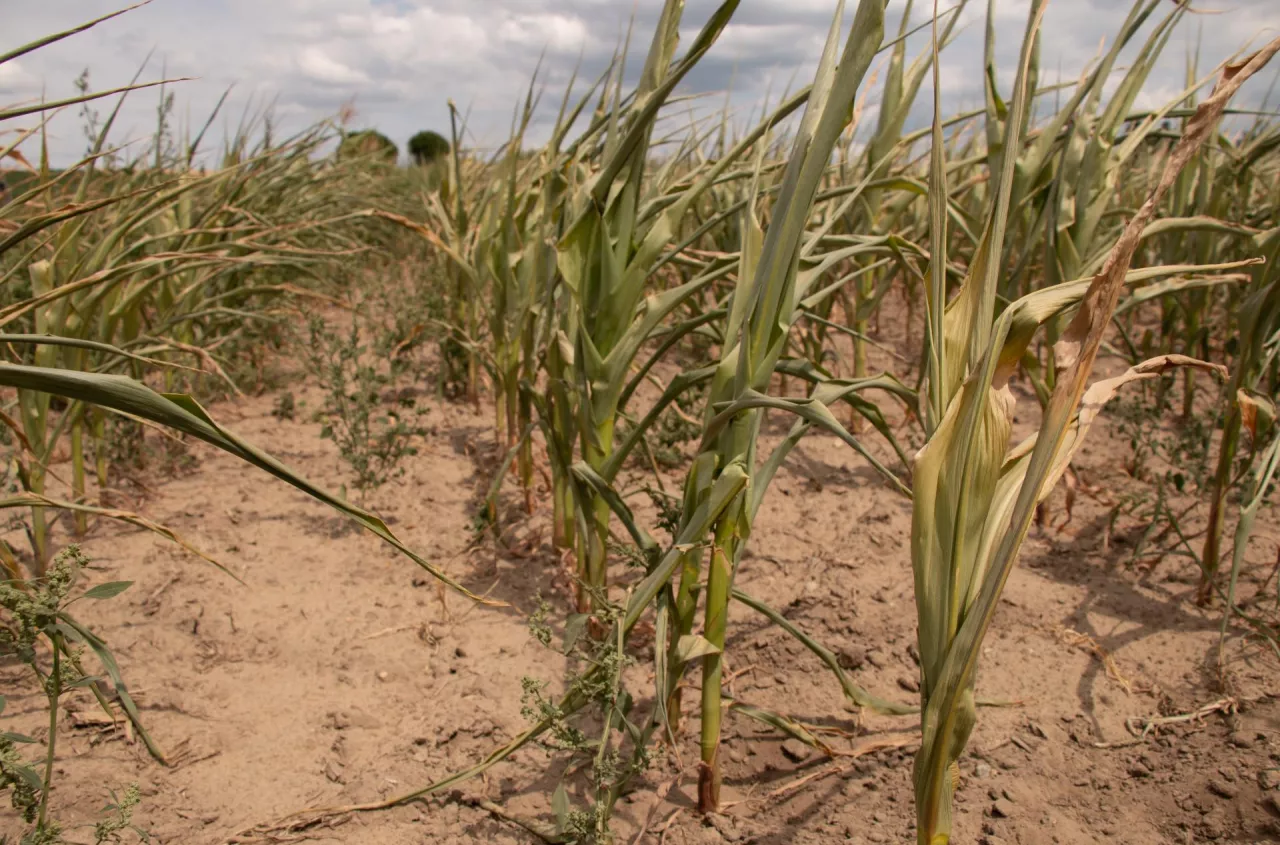 Rolnicy stworzą własne ubezpieczenia. Nowy system już w drodze