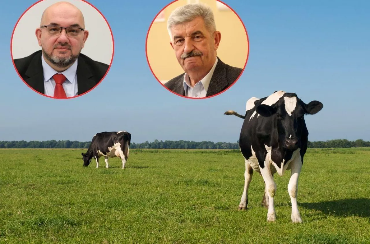 Mleko po 99 groszy. Rolnicy załamani: dokładamy do każdego litra