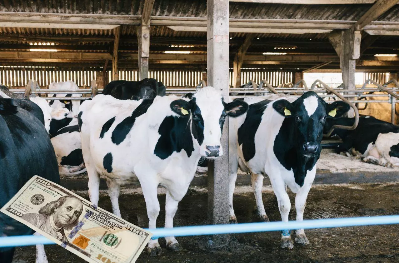 Ceny mleka spadają na świecie. Masło zaliczyło mocny zjazd