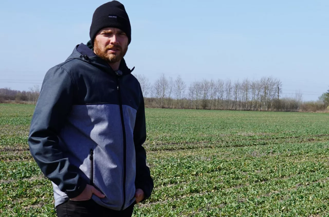 Rzepak stał w miejscu, teraz ma kilka dni. „Jeden zabieg zdecyduje o plonie”