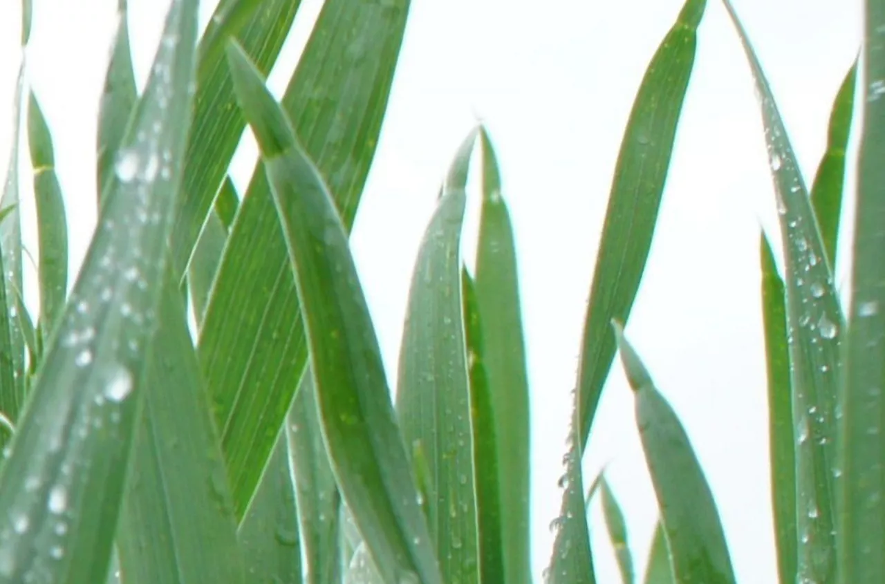 Dokarmianie zbóż decyduje o plonie. Ten moment jest kluczowy