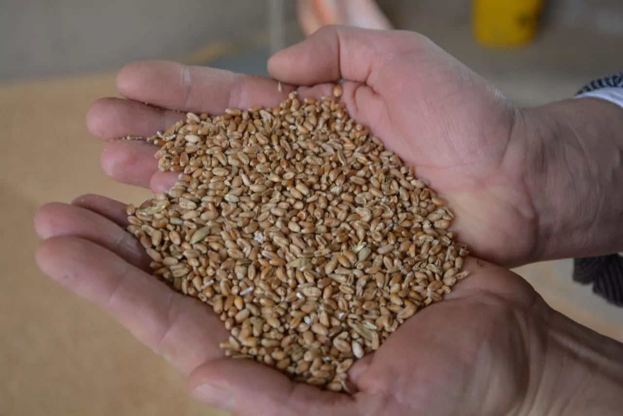 ziarno pszenicy w dłoniach