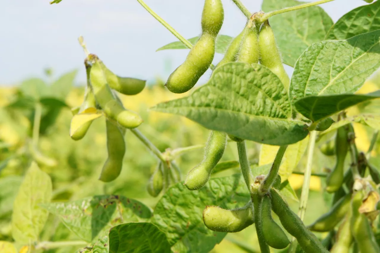 soja, uprawa soi, strączkowe, płodozmian