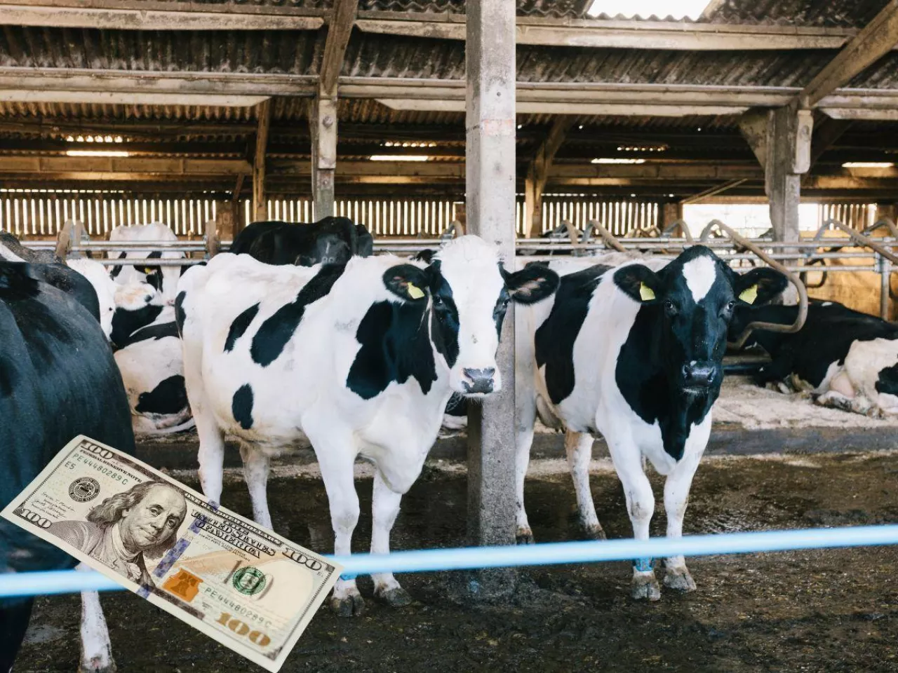 Ceny mleka spadają na świecie. Masło zaliczyło mocny zjazd