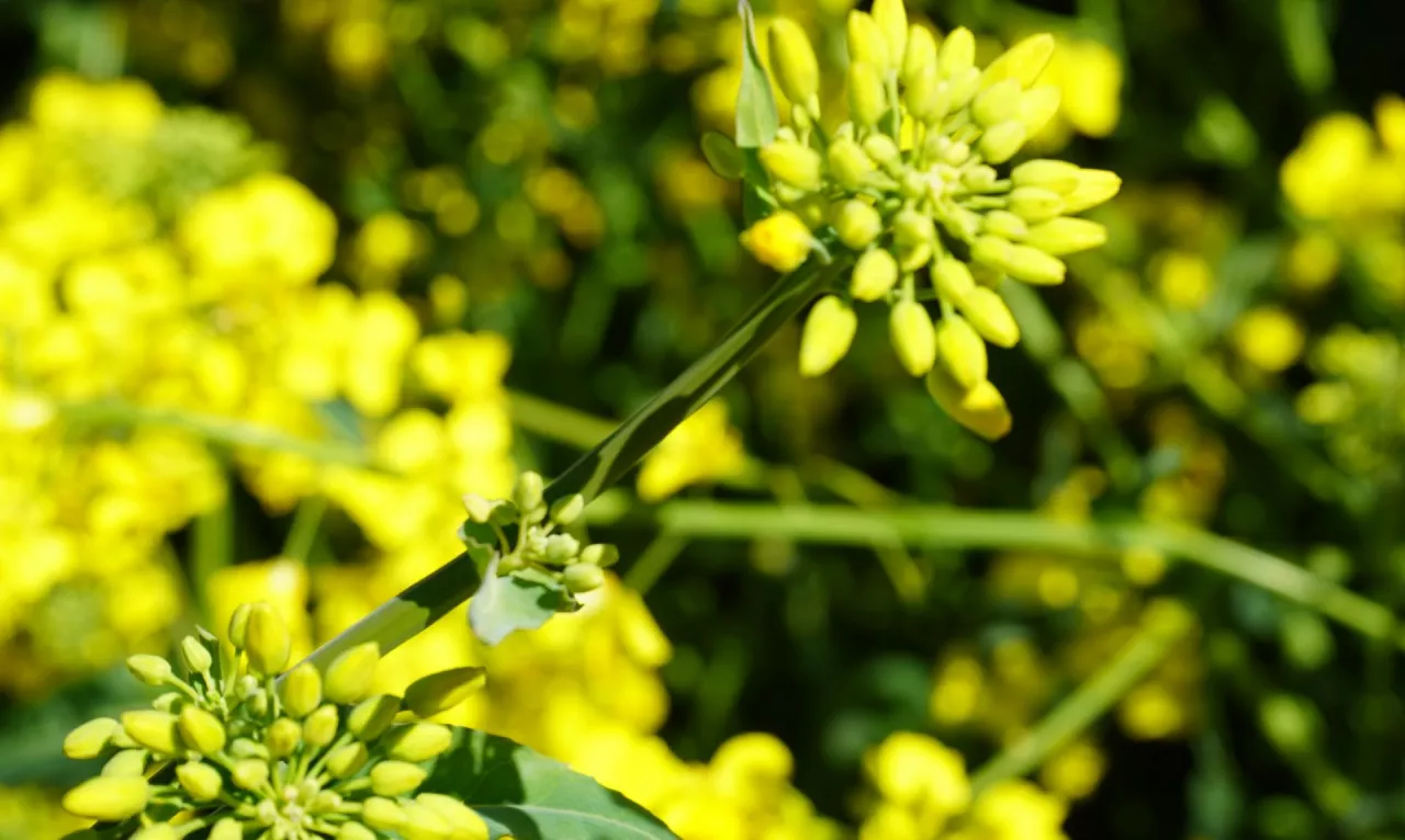 Mając świadomość dwóch zabiegów na zgniliznę twardzikową, pierwszy powinniśmy wykonać profilaktycznie już na żółty pąk. To faza, kiedy są widoczne pierwsze płatki w pąkach pędu głównego