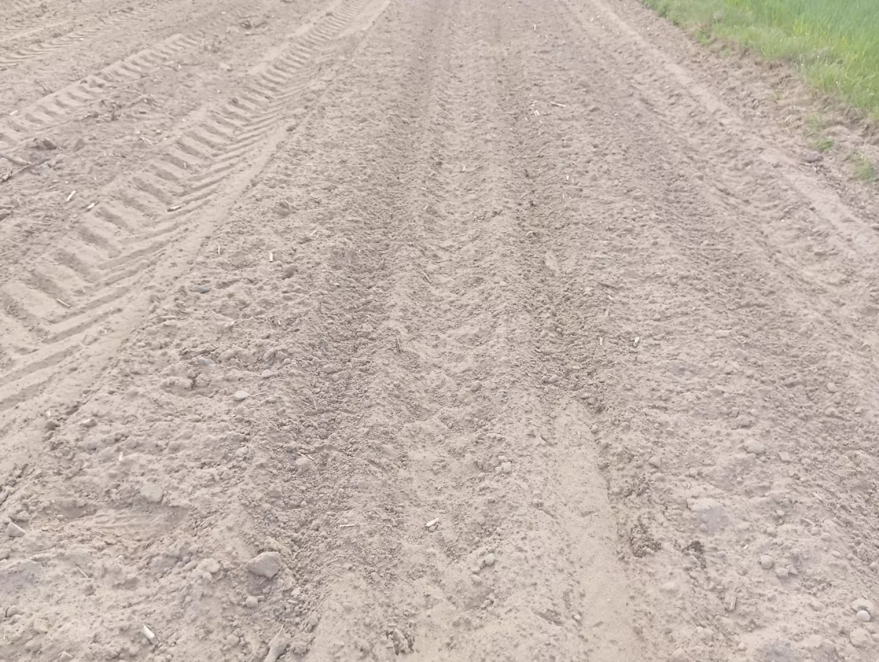 Żurawie zniszczyły zasiewy w gospodarstwie Kamila Skiby