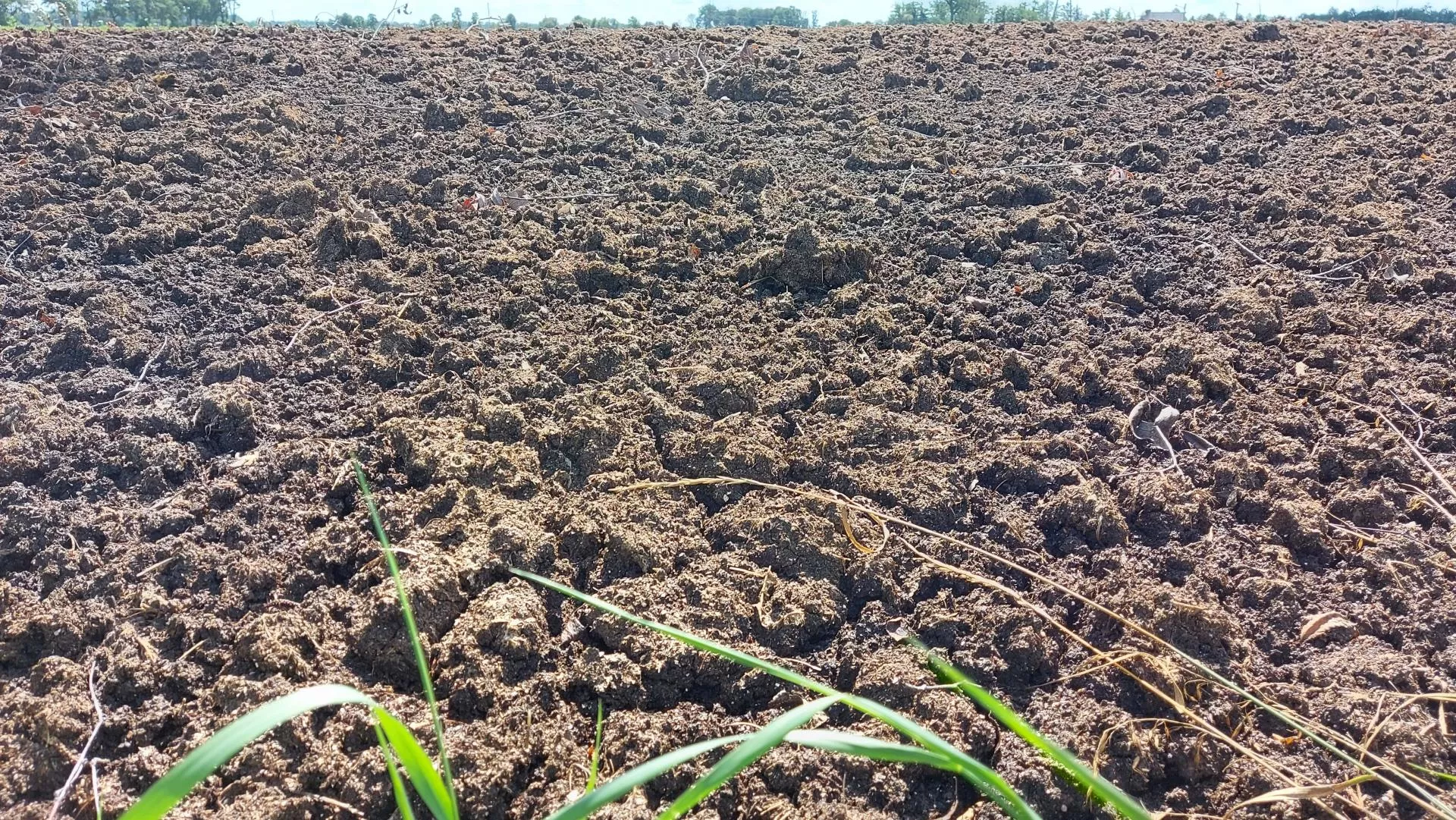 Ile kosztuje pomiot kurzy z transportem? Sprawdzamy aktualne ceny