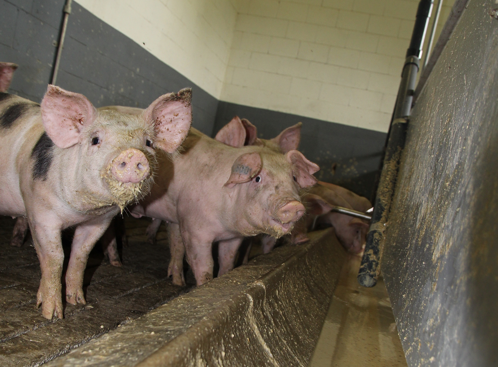 Świń mało, ceny w górę choćby o 20 gr. Sprawdź, ile dziś płacą zakłady [SONDA 10.04.26]