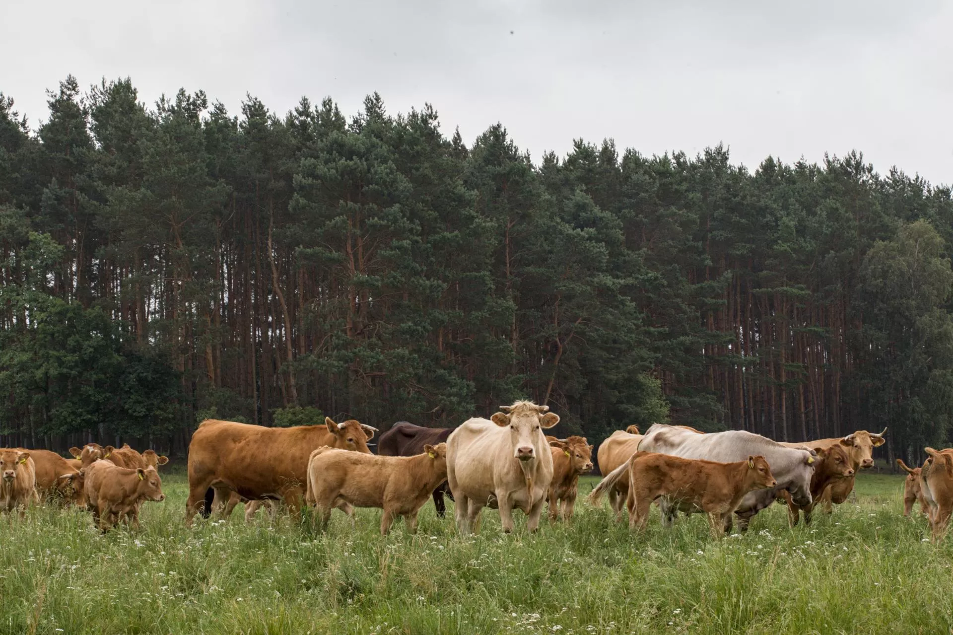 Sprzedaje swoją wołowinę bez pośredników. „Czasem sami nie mamy co zjeść”