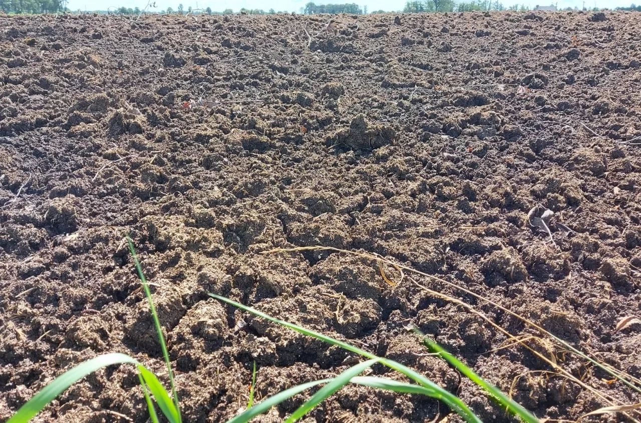 Ile kosztuje pomiot kurzy z transportem? Sprawdzamy aktualne ceny