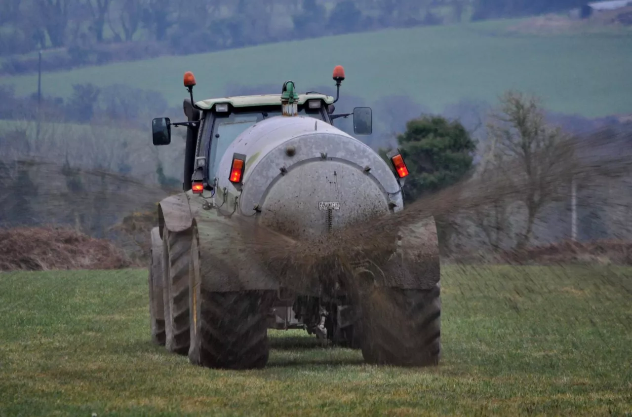 Ile gnojowicy i obornika pod kukurydzę? Te dawki robią plon