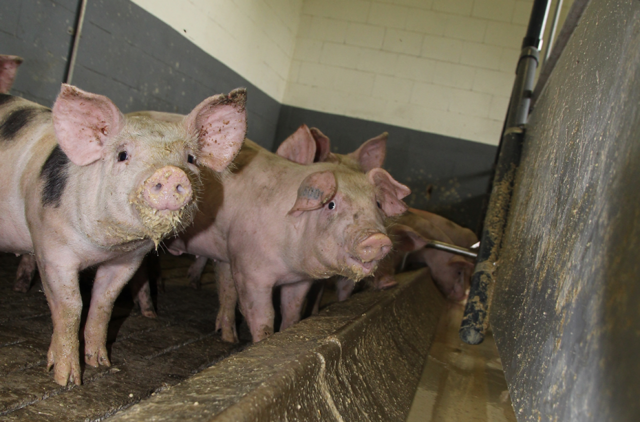 Świń mało, ceny w górę choćby o 20 gr. Sprawdź, ile dziś płacą zakłady [SONDA 10.04.26]