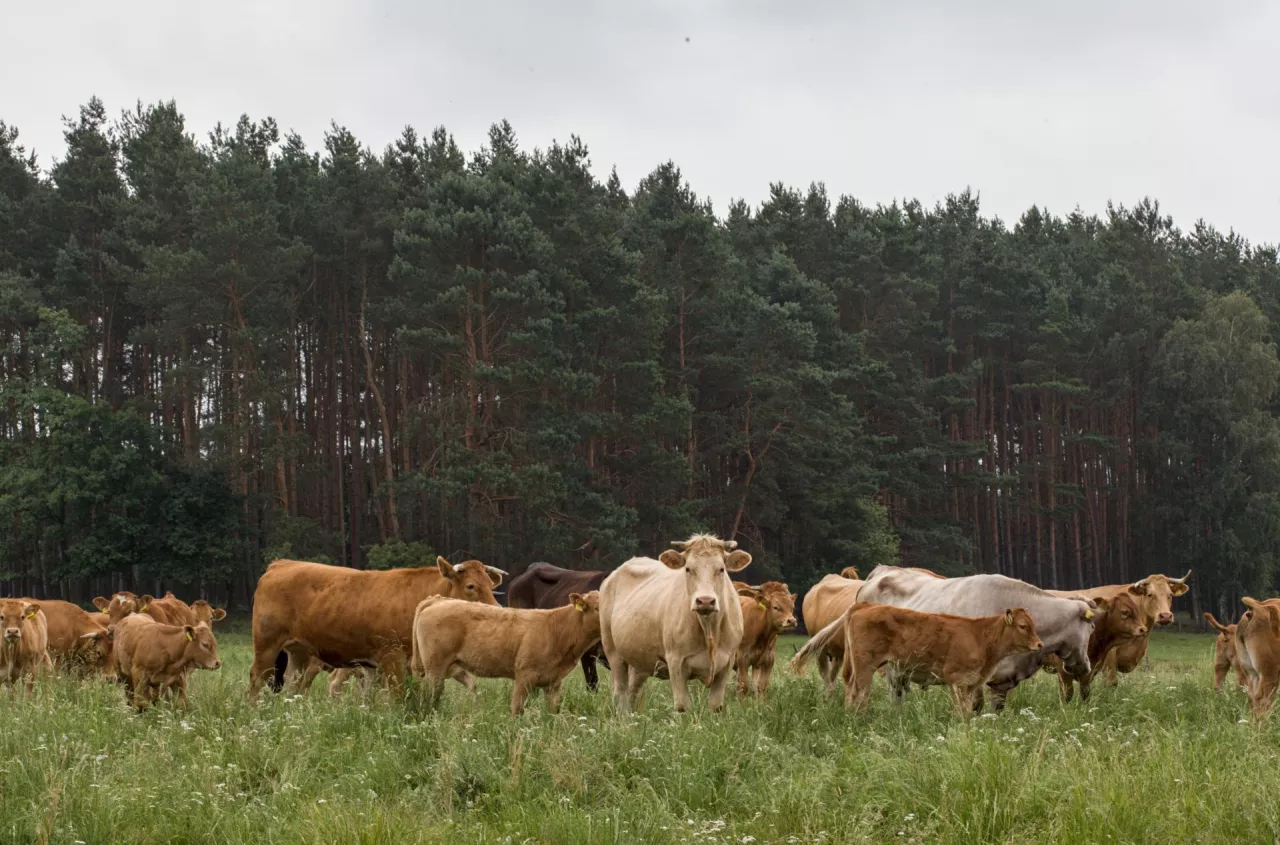 Sprzedaje swoją wołowinę bez pośredników. „Czasem sami nie mamy co zjeść”