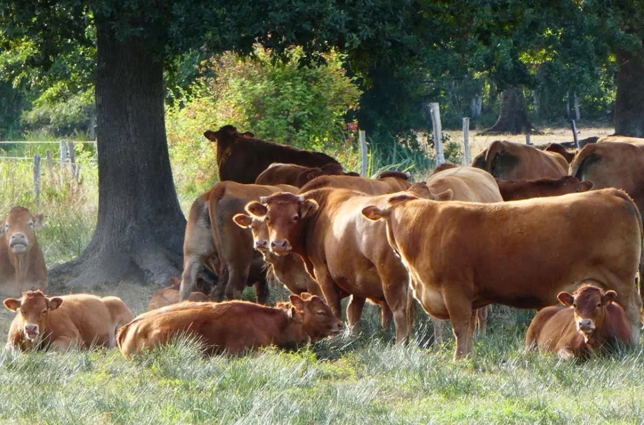 Rolników przybywa, dopłaty maleją. Problem w systemie naliczania
