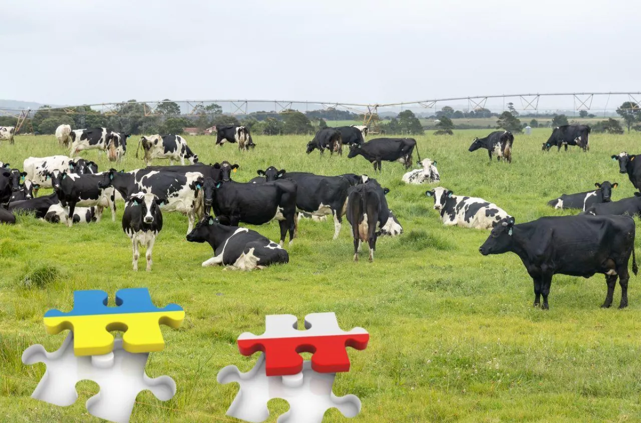 160 euro do krowy dla Ukrainy? Rolnicy: najpierw pomóżcie nam