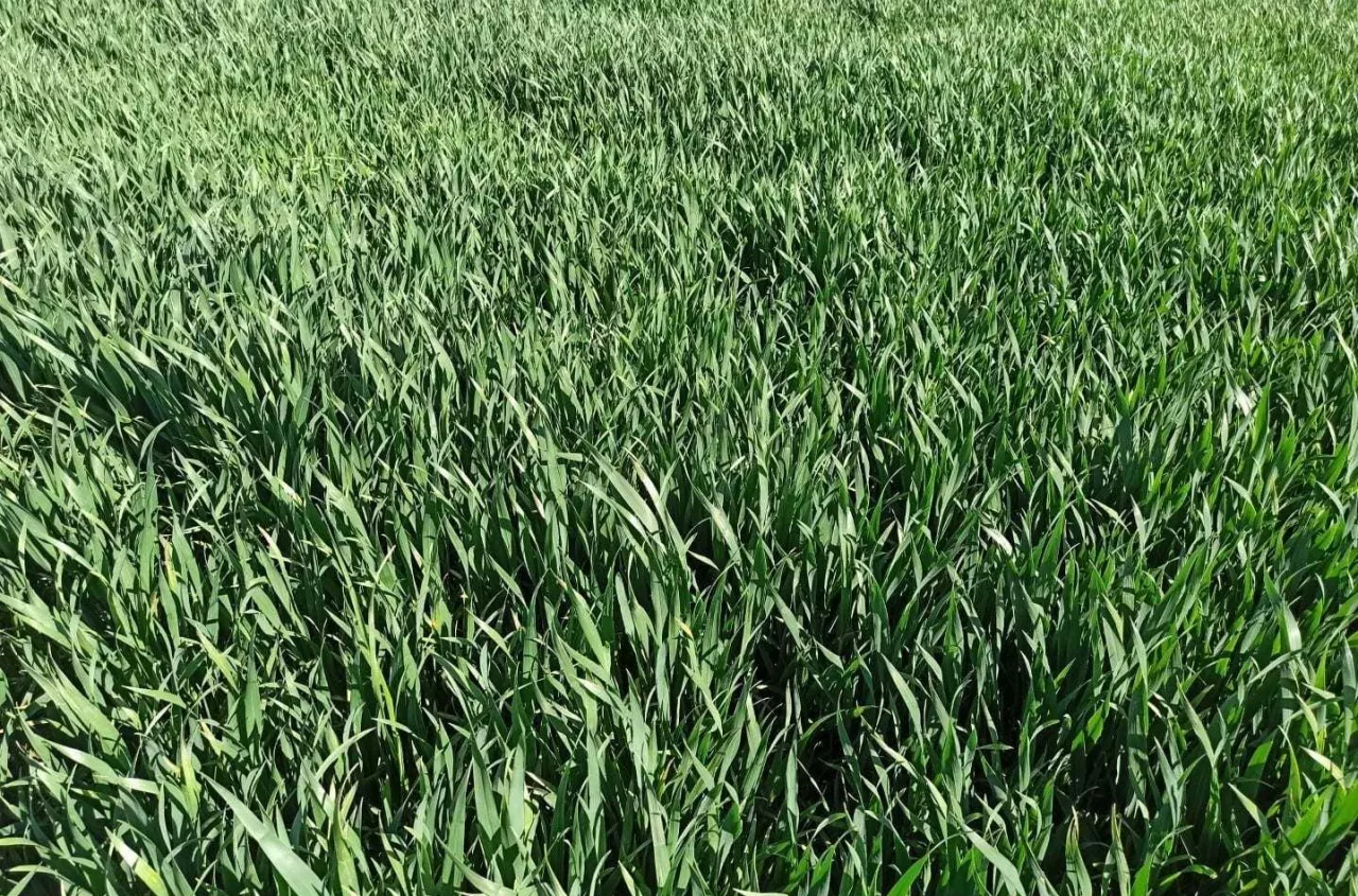 T1 w pszenicy: od jakiej temperatury wykonać zabieg, żeby był skuteczny?